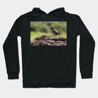 Galapagos Finch Hoodie